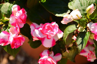Close-up of pink bougainvillea blooming outdoors