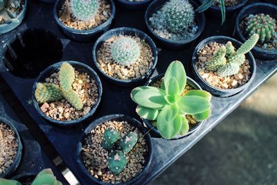 High angle view of potted plants