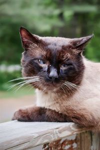 Siamese cat outdoors