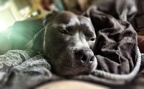 Close-up of dog resting