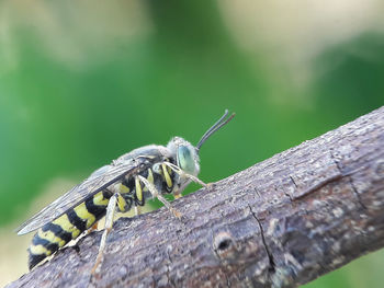 Close-up of insect on wood