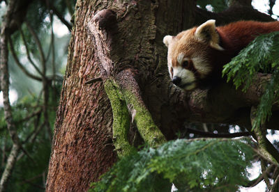 Low angle view of cat on tree