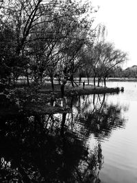 Reflection of trees in lake