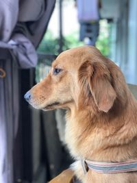 Close-up of dog outdoors