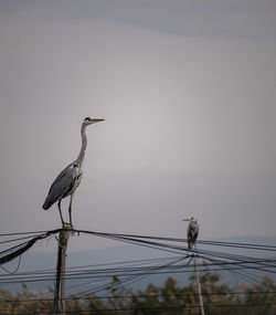 Bird perching on cable against sky