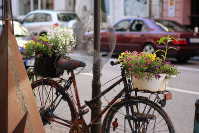 View of parked potted plant