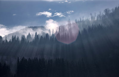 Panoramic view of trees in forest against sky