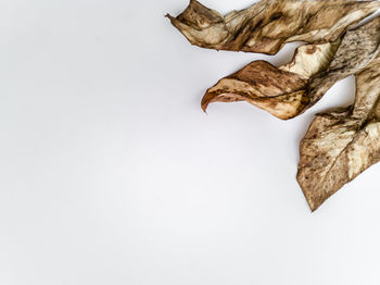 Close-up of dry leaves against white background