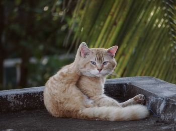Portrait of cat resting outdoors