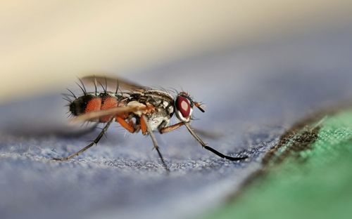 Close-up of spider