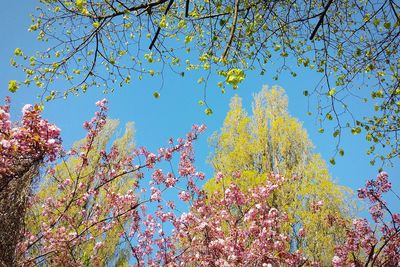 Low angle view of tree against blue sky