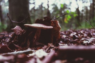 Close-up of mushroom growing on field