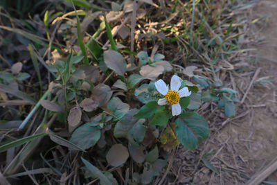 High angle view of flowering plant on field