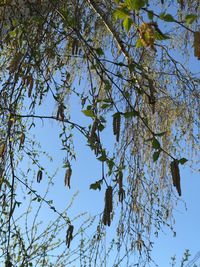 Low angle view of flowering tree against blue sky