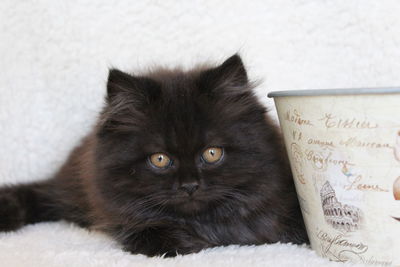 Portrait of black cat at home