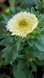 Close-up of yellow flowering plant