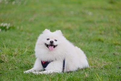 White dog in a field