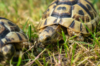 Close-up of turtle on field