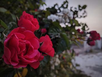 Close-up of pink rose