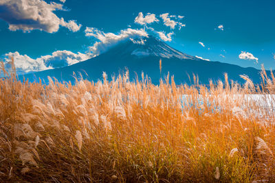 Plants by lake with mt fuji in background