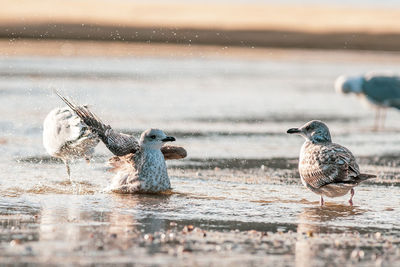 Birds in a lake