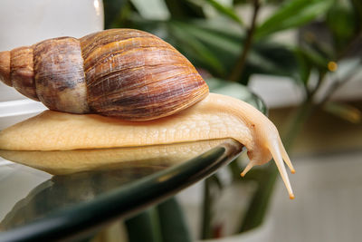 A large white snail crawls across the glass table, wiggling its antennae.