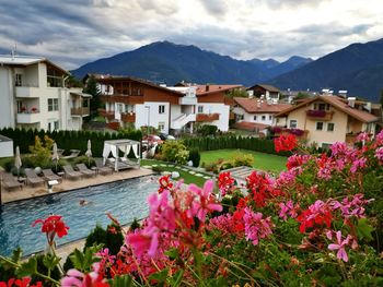 Pink flowering plants by houses and mountains against sky