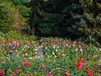 View of flowering plants in garden