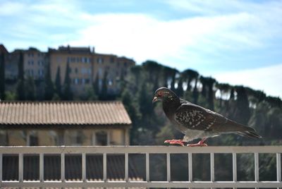 Bird perching on built structure against sky