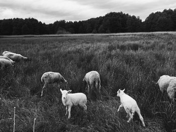 Flock of sheep on field