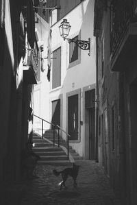 Dog amidst houses in city