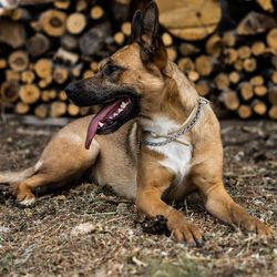 Dog relaxing on field