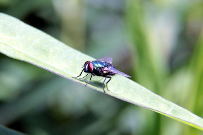 Close-up of fly on leaf