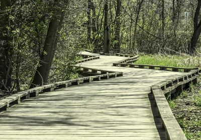 Empty footpath amidst trees in park