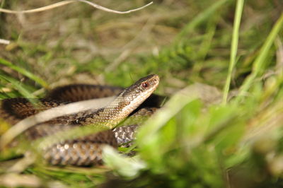 Close-up of a lizard