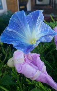 Close-up of purple flowers blooming outdoors