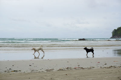 Two dogs on beach