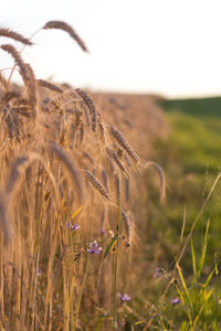 Close-up of wheat field against clear sky