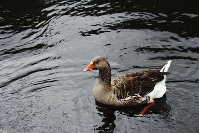 Close-up of duck swimming on lake