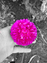 Close-up of hand holding pink flower