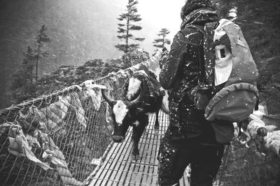 Man and cow on bridge during snowfall