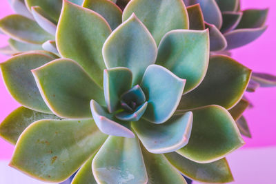 Close-up of succulent plant