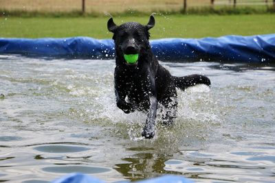 Dog in water splashing