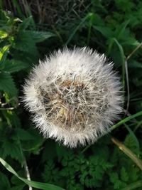 Close-up of dandelion on plant