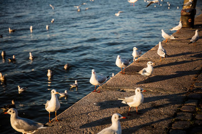 Flock of birds on beach