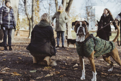 Portrait of boxer dog against pet owners at park