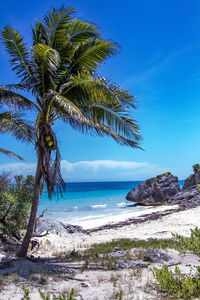 Palm trees on beach