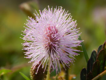 Close-up of flowers blooming