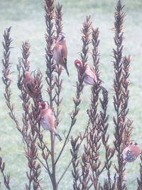 Close-up of bird against plants