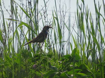 Bird perching on a field